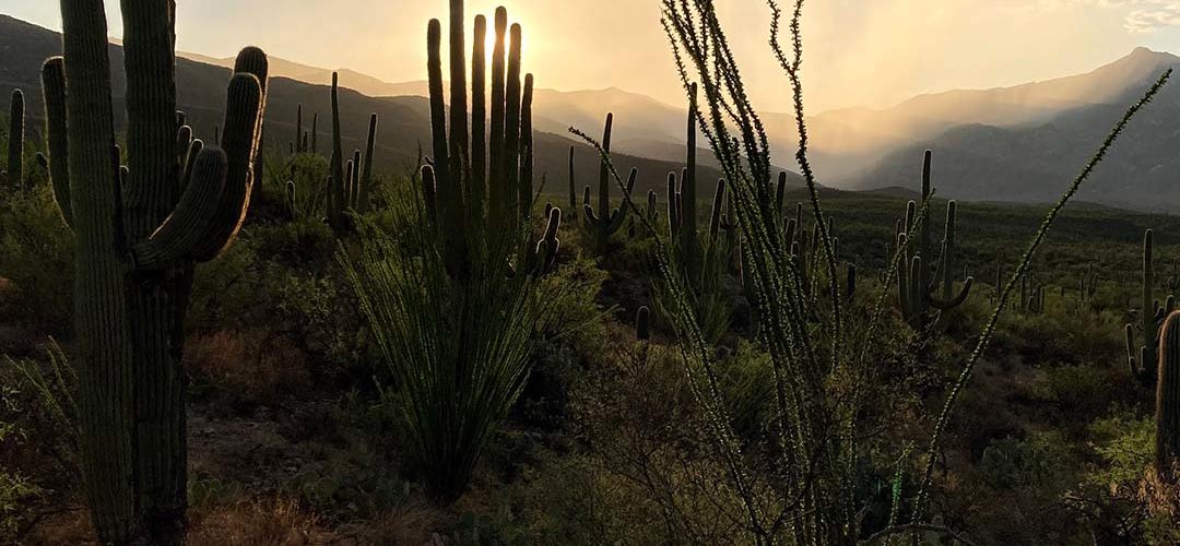 Saguaro vista