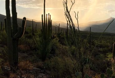 Saguaro vista