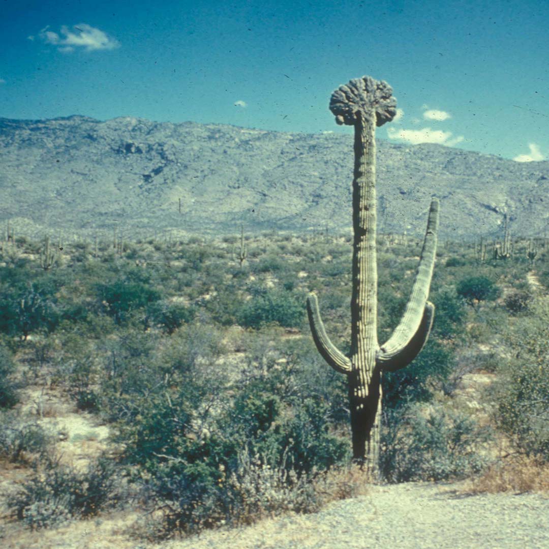 Crested saguaro