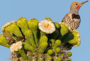Saguaro with gilded flicker