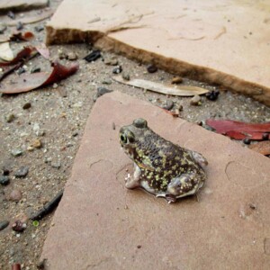 A Couch's spadefoot toad — one of the many creatures I started to notice once we made our backyard into a natural haven.