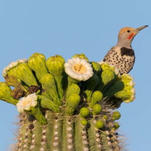 Saguaro with gilded flicker