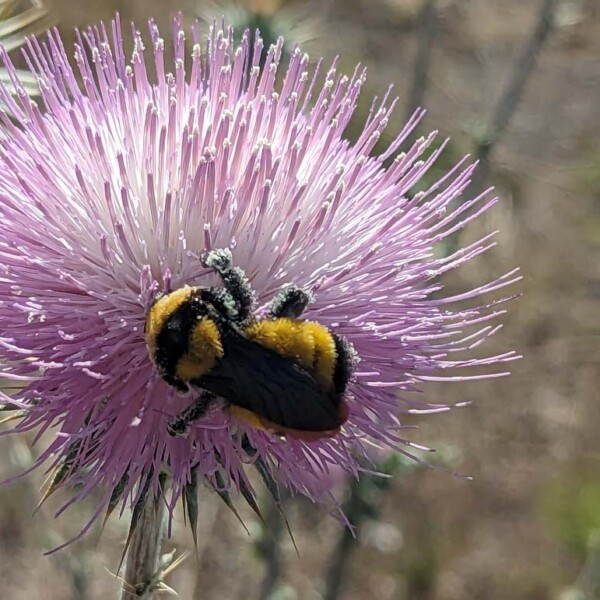 Sonoran bumblebee