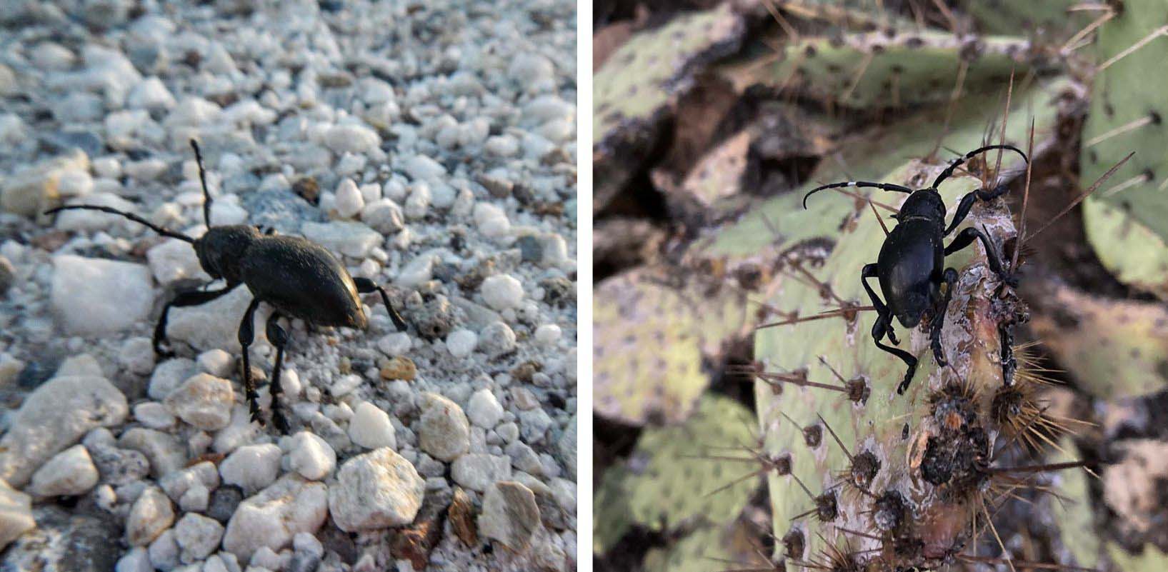 Cactus longhorn beetles