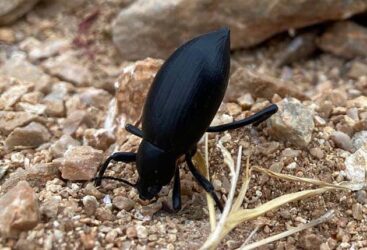 Pinacate beetle