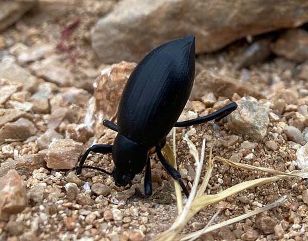 Pinacate beetle