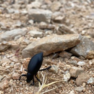 Escarabajo pinacate