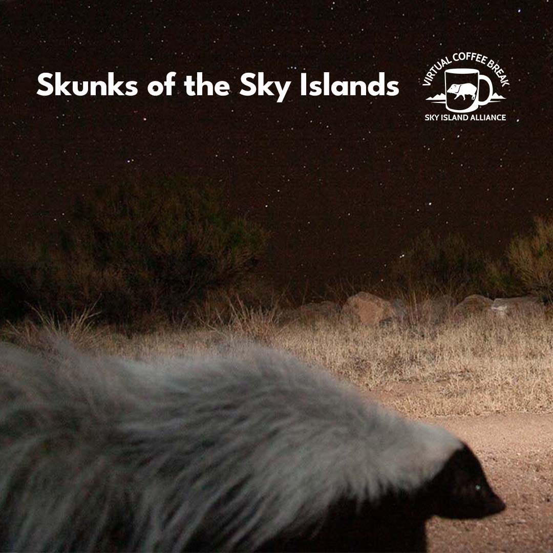 The image for Coffee Break: Skunks of the Sky Islands