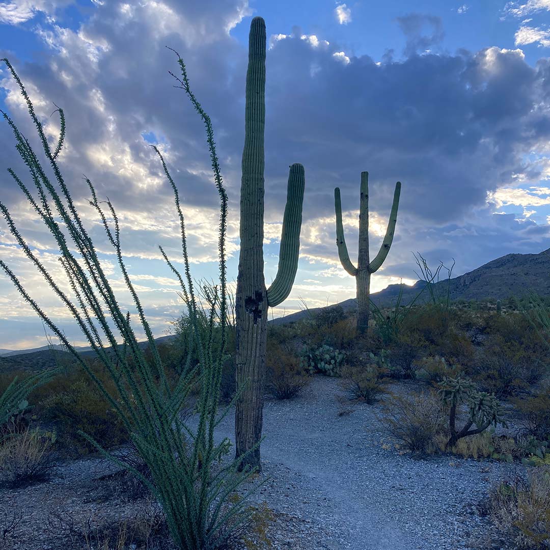 The image for Saguaro Stewardship Experience