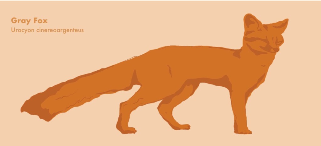 Illustration of gray fox by Savannah Mayfield.
