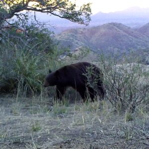 Black bear in Patagonia Mountains