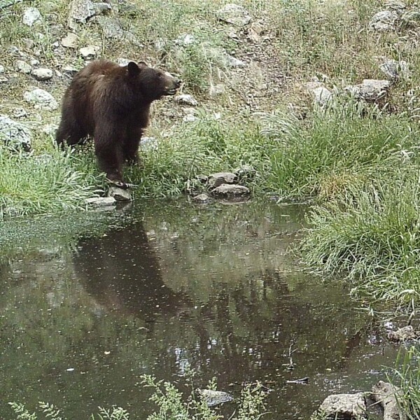 Bear at McGrew Spring