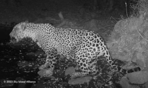 Jaguar sighting in the Whetstones in November 2023.