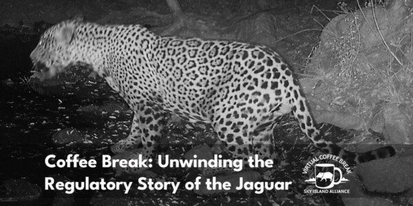Jaguar Coffee Break