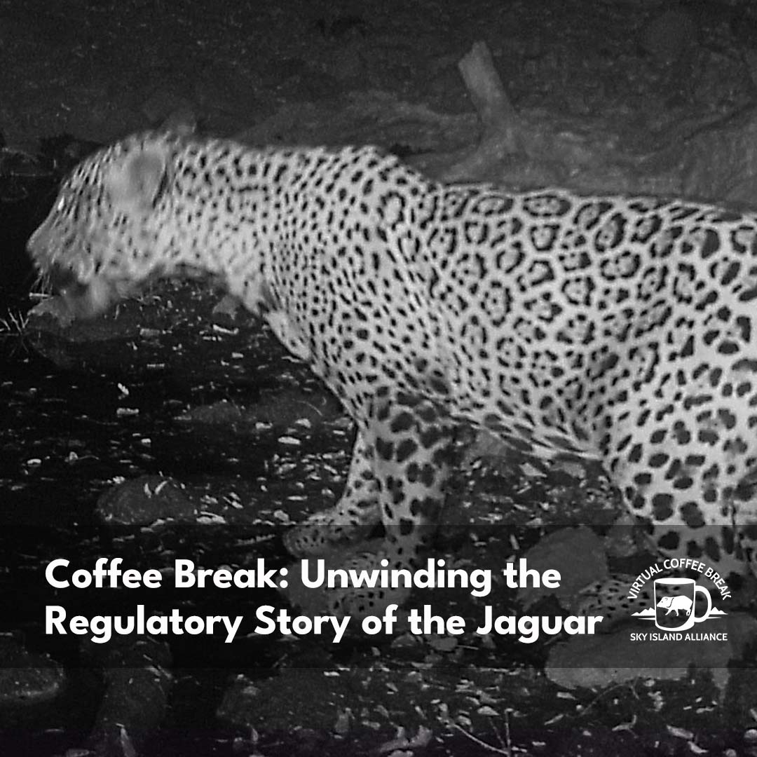 Coffee Break on jaguars