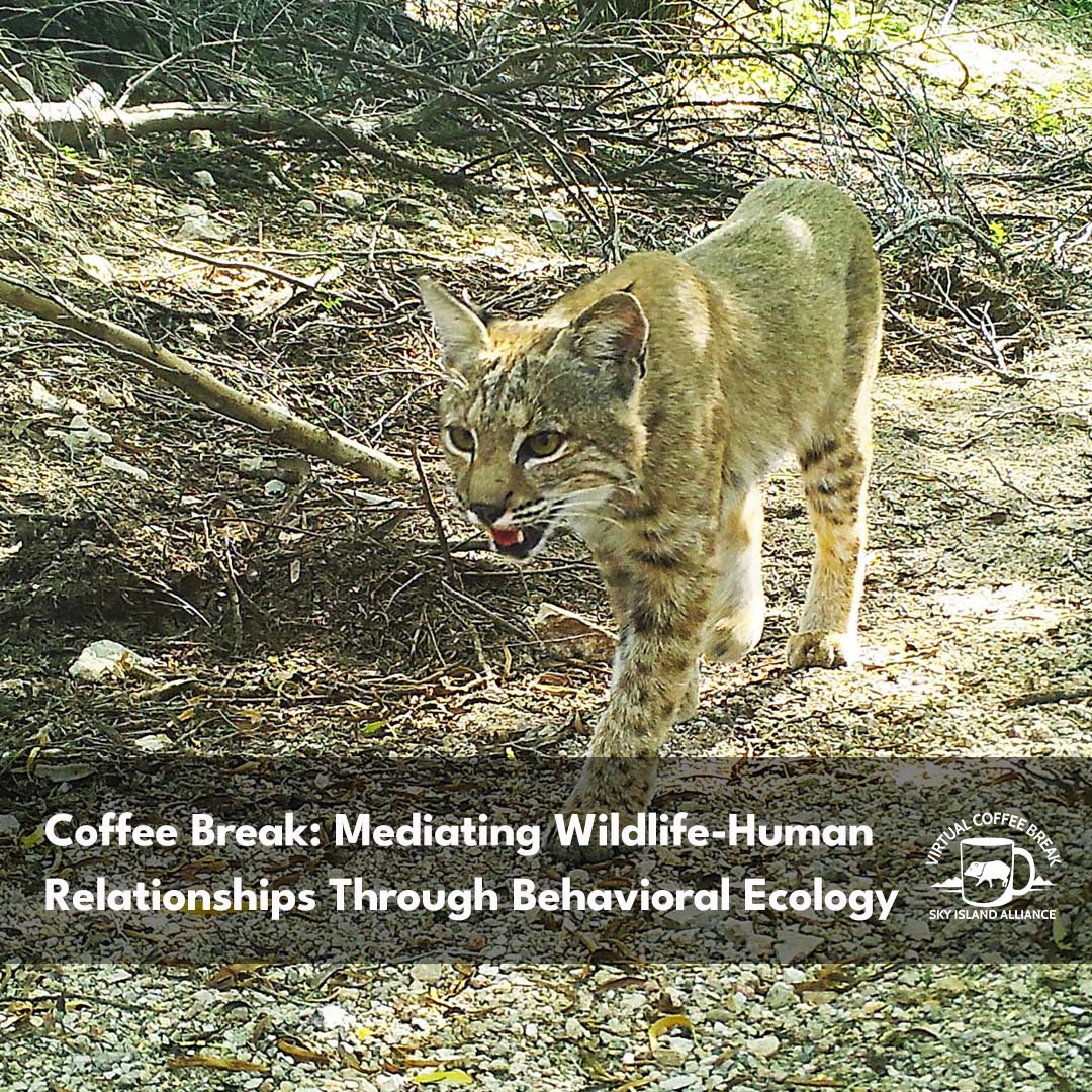 Coffee Break on wildlife-human relationships