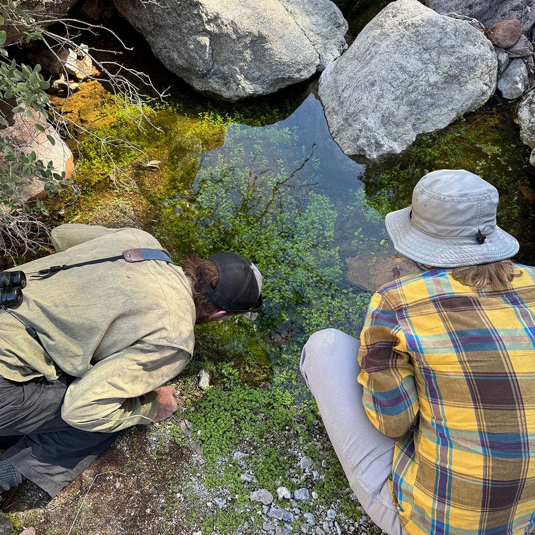 The image for Survey Springs in the Galiuro Wilderness