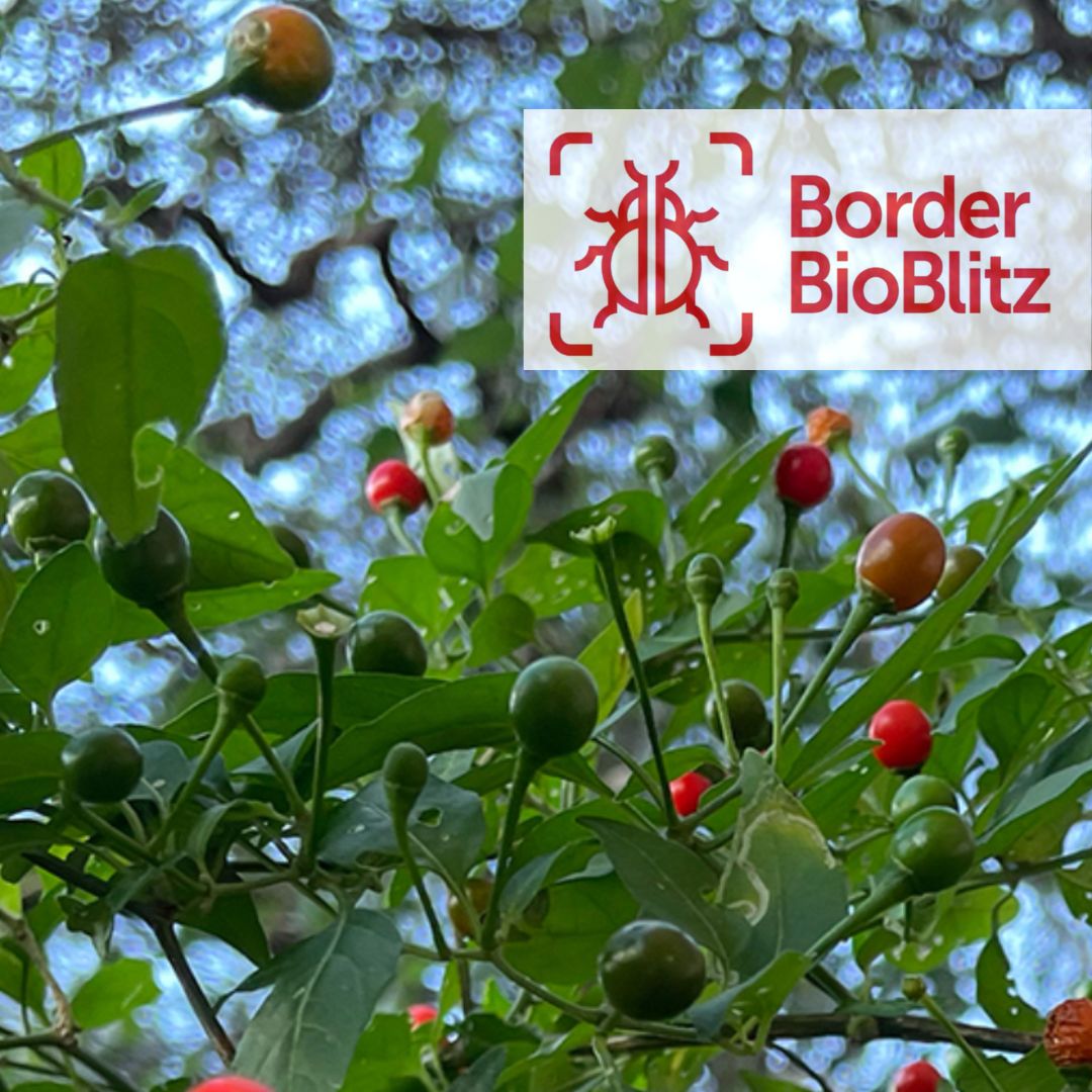 The image for Binational Border BioBlitz 2024 — Arizona