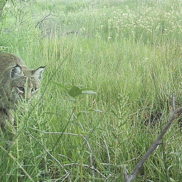 Bobcat mom