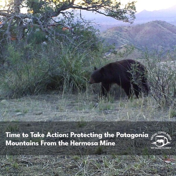 Black bear in the Patagonia Mountains