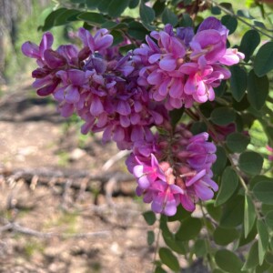 New Mexico locust