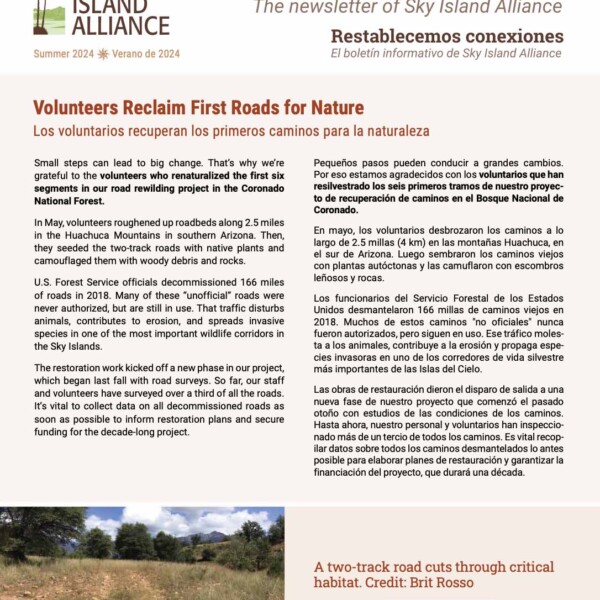 Summer newsletter cover showing road rewilding.