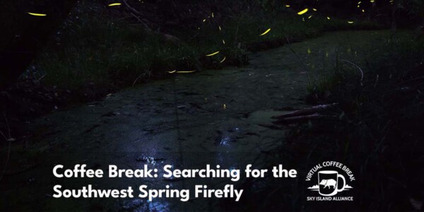 Southwest spring fireflies