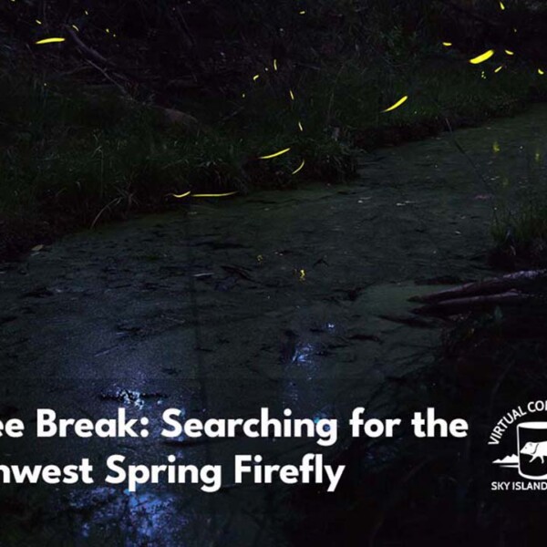 Southwest spring fireflies