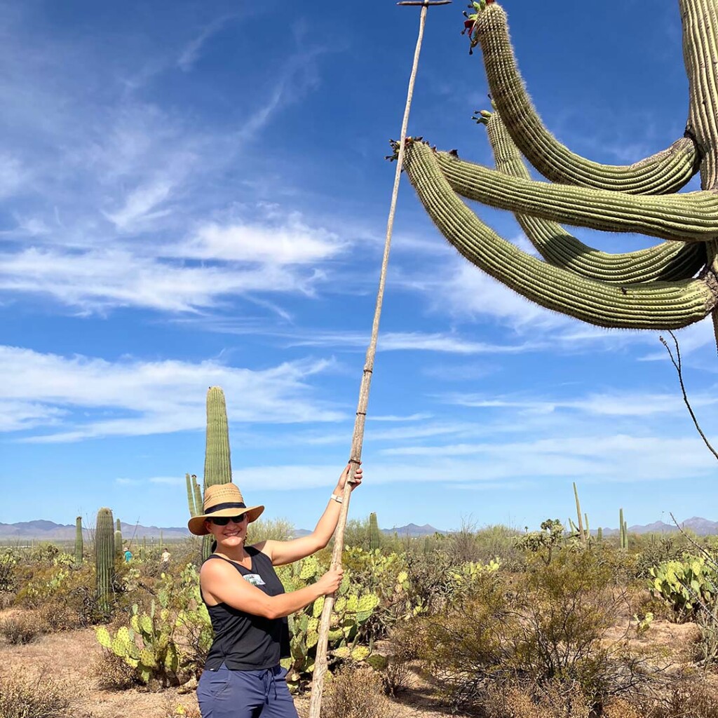 Harvesting saguaro fruits