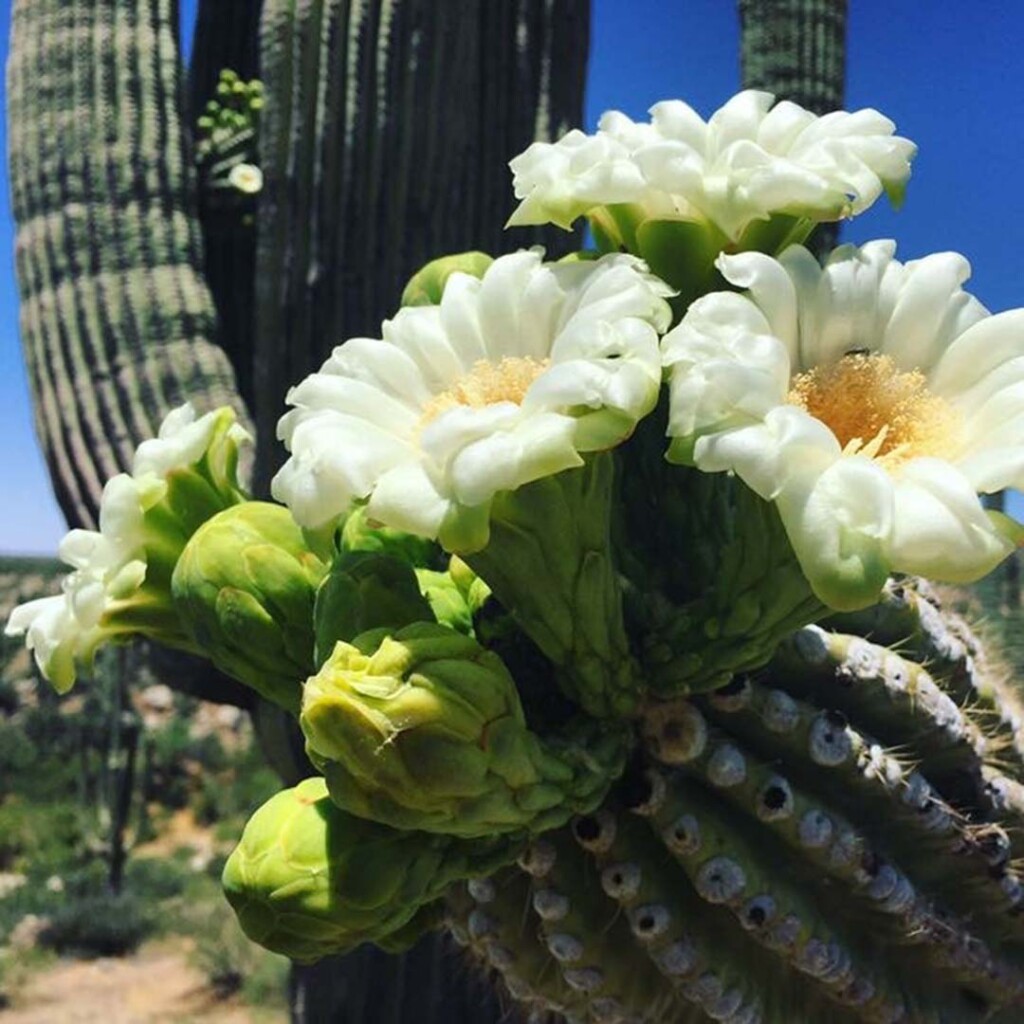 Saguaro blooms