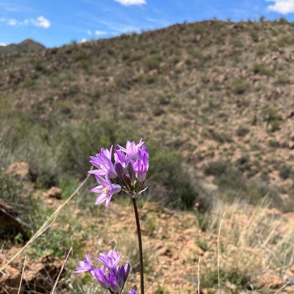 Desert flower