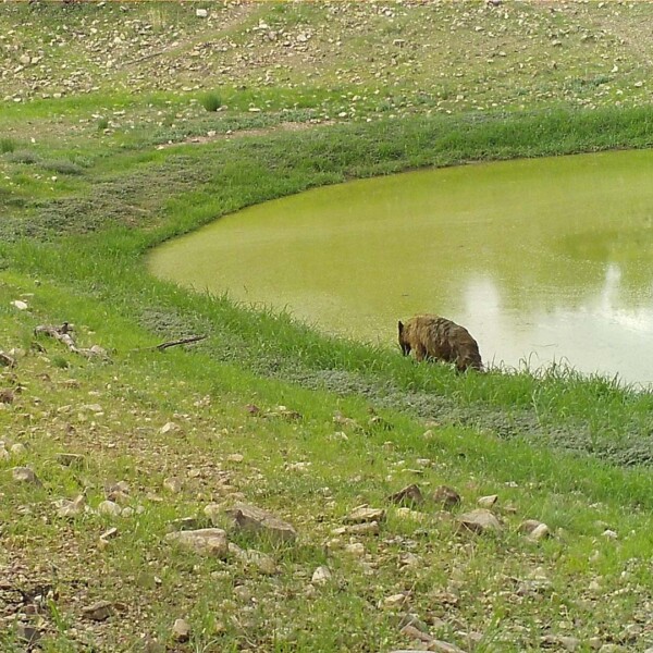 Black bear at Joaquin Tank