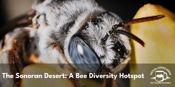 Sonoran Desert bee