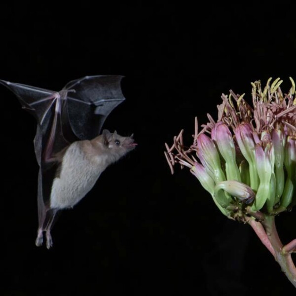 Lesser long-nosed bat approaching an agave.