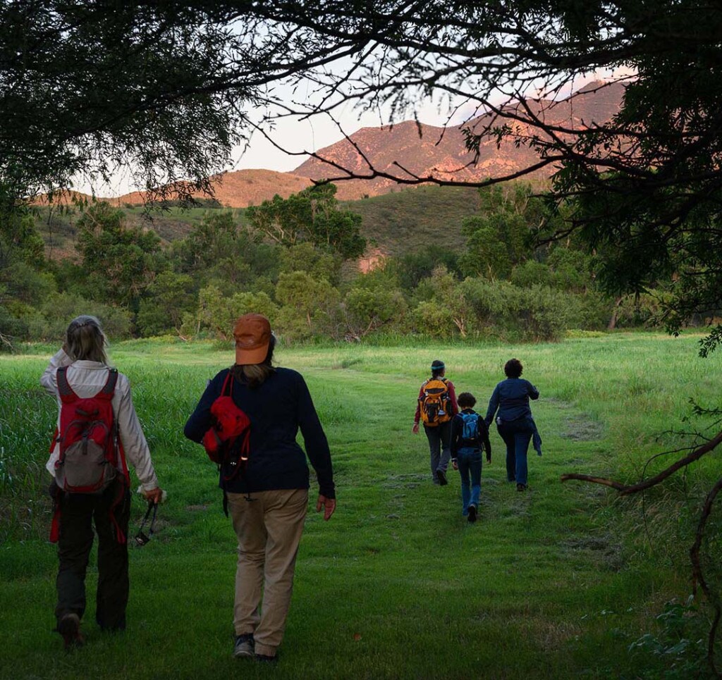 Volunteers survey fireflies in the Sky Islands