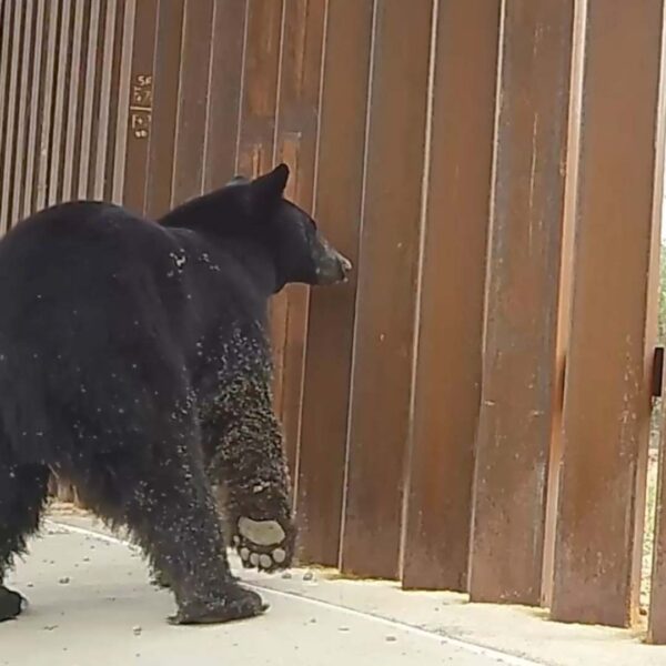 Black bear at border wall