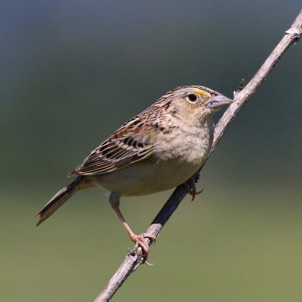 Grasshopper sparrow