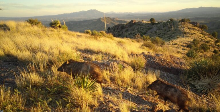 Sky Island Alliance Border Wildlife Study