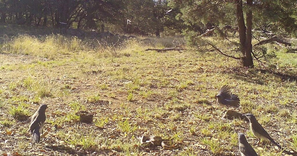 Mexican jays