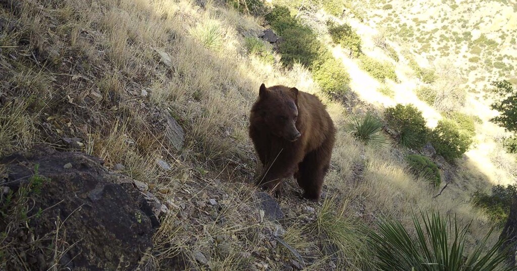 Black bear