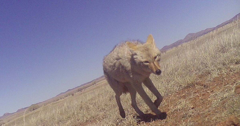 Coyote windswept