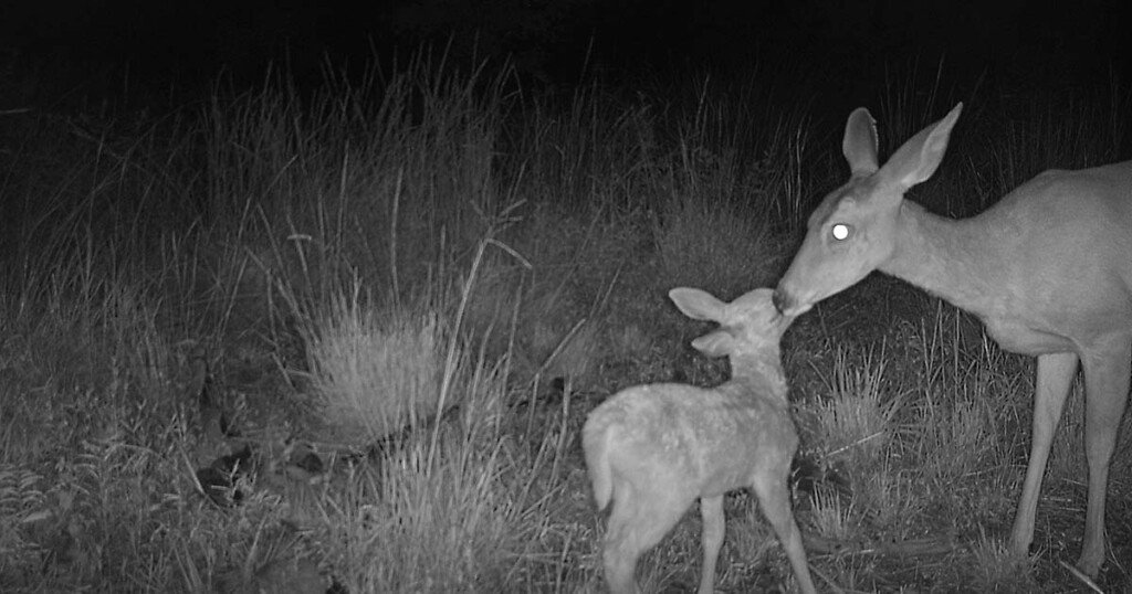 White-tailed deer mother and fawn