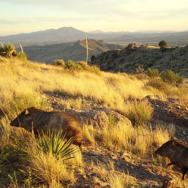 Javelinas