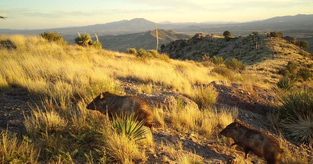 Javelinas