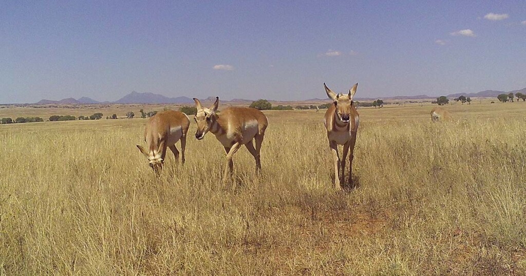 Pronghorn