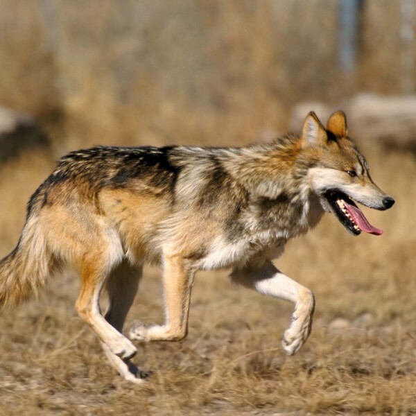 Mexican wolf