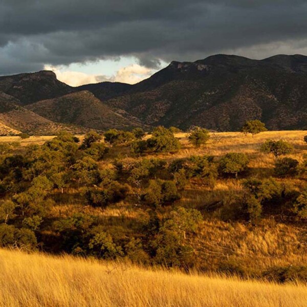 Sky Island grassland