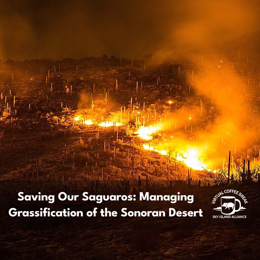 Fire in the Sonoran Desert