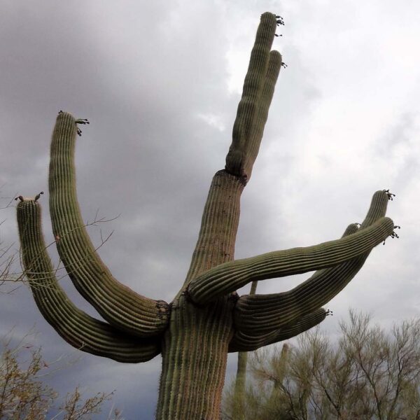 Saguaro