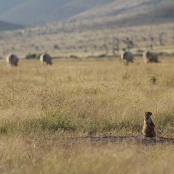 Prairie dog